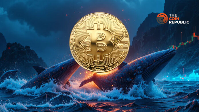 Will Bitcoin Price Surge to 0,000 if Whales Add More Positions Below 0,000?